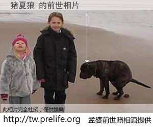 猪夏狼 的前世相片