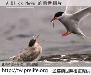 A Blick News 的前世相片