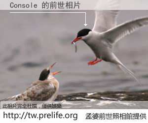 Console 的前世相片