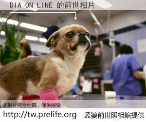 DIA ON LINE 的前世相片