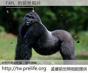 FAPL 的前世相片