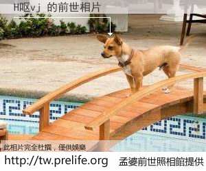 H呕vj 的前世相片