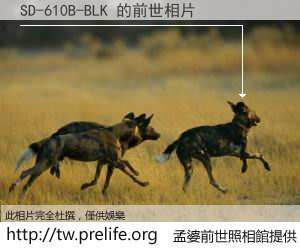 SD-610B-BLK 的前世相片