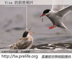 Visa 的前世相片