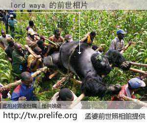 lord waya 的前世相片