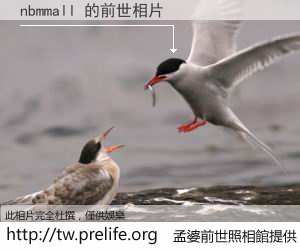 nbmmall 的前世相片