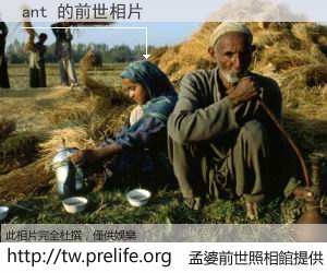 ant 的前世相片