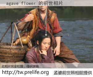 agave flower 的前世相片