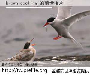 brown cooling 的前世相片