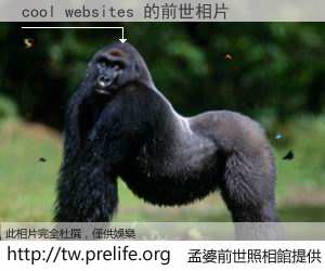 cool websites 的前世相片