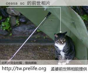 ceasa sc 的前世相片