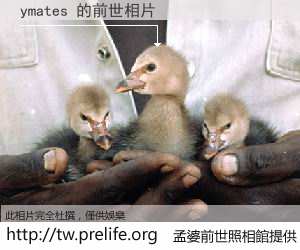 ymates 的前世相片