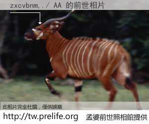 zxcvbnm,./ AA 的前世相片