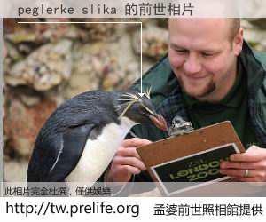 peglerke slika 的前世相片