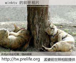 winktv 的前世相片
