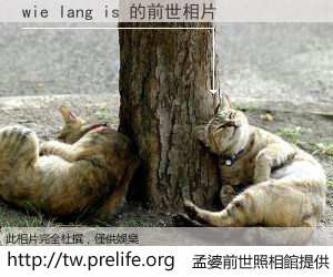 wie lang is 的前世相片