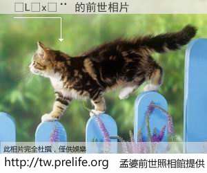 �L�x�� 的前世相片