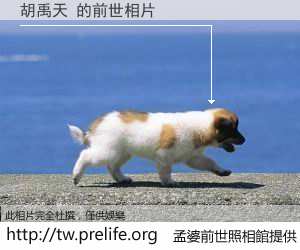 胡禹天 的前世相片