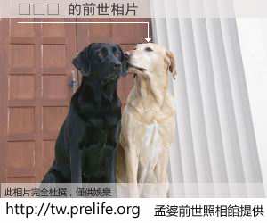 버거비 的前世相片