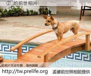 ② 的前世相片