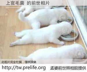 上官毛菌 的前世相片