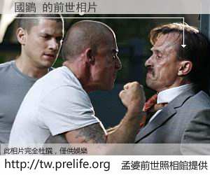 國鶹 的前世相片