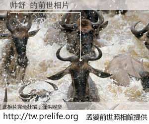 帅舒 的前世相片