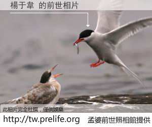 楊于韋 的前世相片