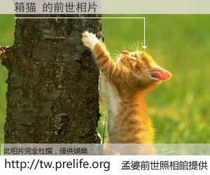 箱猫 的前世相片