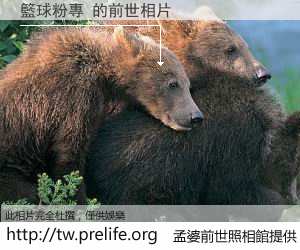 籃球粉專 的前世相片