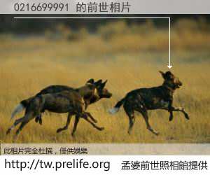 0216699991 的前世相片