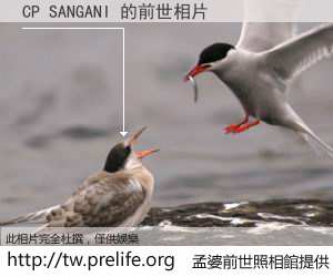CP SANGANI 的前世相片