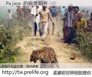 Pajace 的前世相片