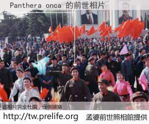 Panthera onca 的前世相片