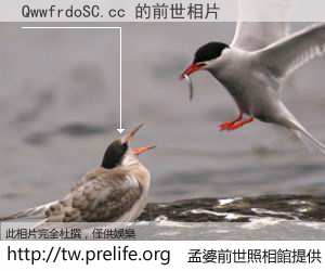QwwfrdoSC.cc 的前世相片