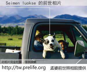 Seimen luokse 的前世相片