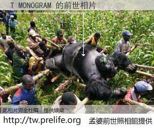 T MONOGRAM 的前世相片