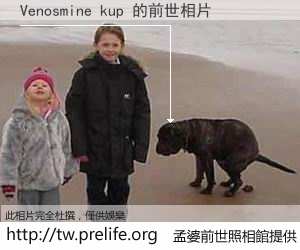 Venosmine kup 的前世相片