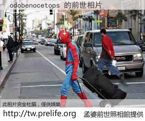 odobenocetops 的前世相片