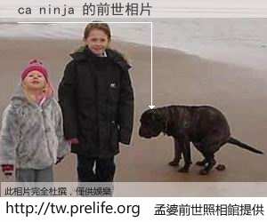 ca ninja 的前世相片