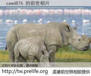cawd876 的前世相片