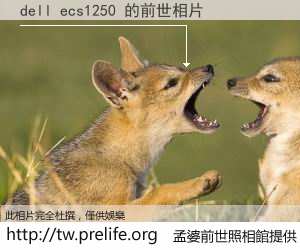dell ecs1250 的前世相片