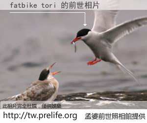 fatbike tori 的前世相片