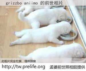 grizzbo aniimo 的前世相片