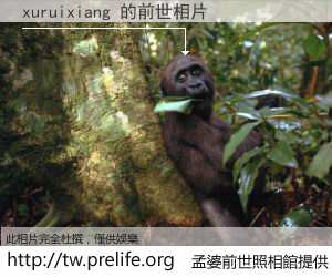 xuruixiang 的前世相片