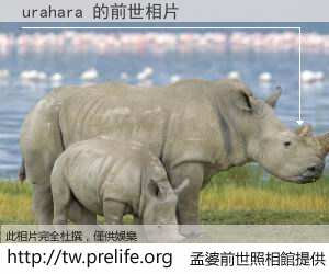 urahara 的前世相片