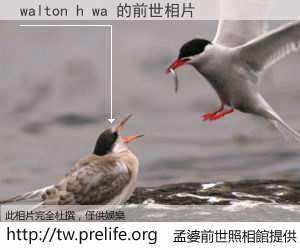 walton h wa 的前世相片