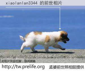 xiaolanlan3344 的前世相片