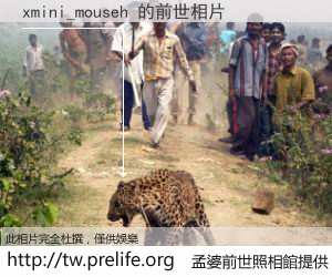 xmini_mouseh 的前世相片