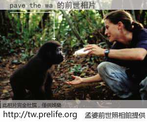 pave the wa 的前世相片